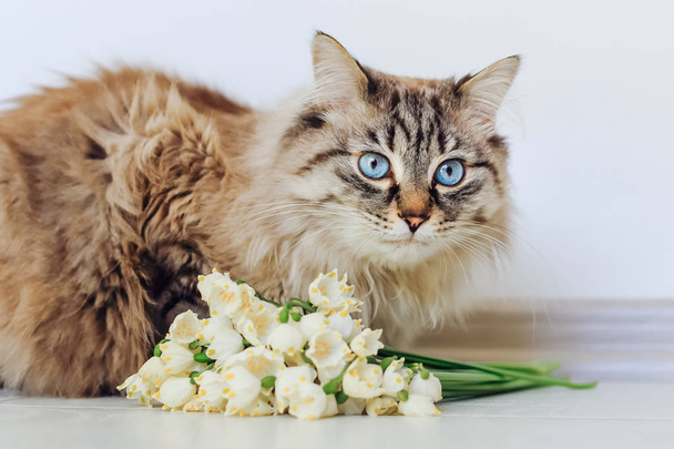 Un joli chat pedigree est assis près des fleurs blanches du printemps
 - Photo, image