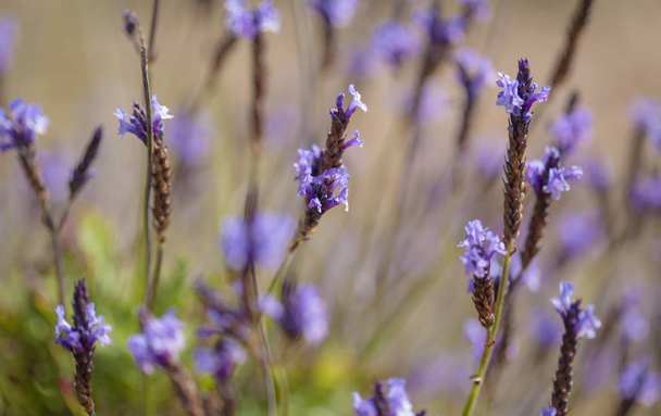 flora of Gran Canaria - flowering canarian Lavender - Фото, изображение