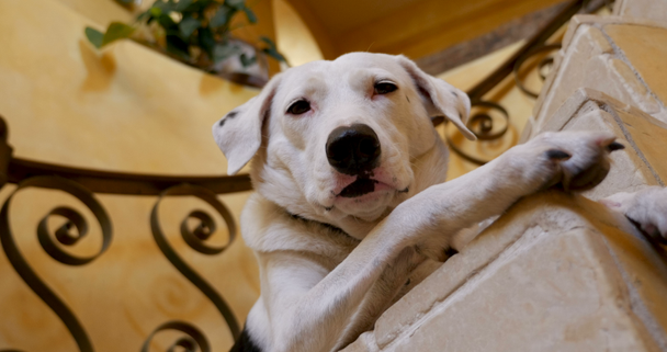 Χαμηλή γωνία ένα κουρασμένο λευκό σκυλί με μαύρα στίγματα που βρίσκεται στα σκαλοπάτια - Πλάνα, βίντεο
