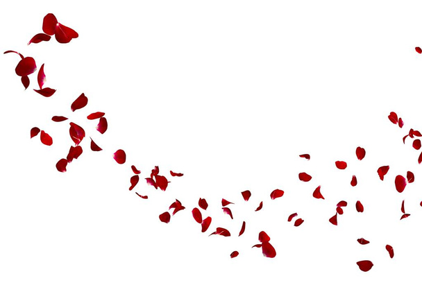 As pétalas de uma rosa vermelha escura voam muito para a distância
 - Foto, Imagem