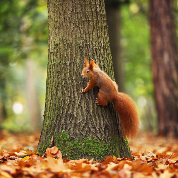 Esquilo vermelho euroasiático sentado na árvore - Sciurus vulgaris
 - Foto, Imagem