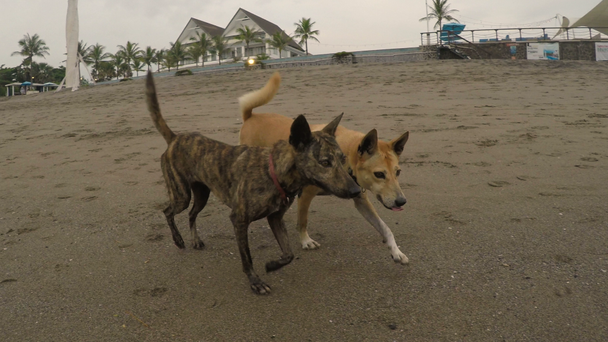 2 つはよくビーチで鎖を離れて彼らの所有者に戻って犬を行儀 - 映像、動画