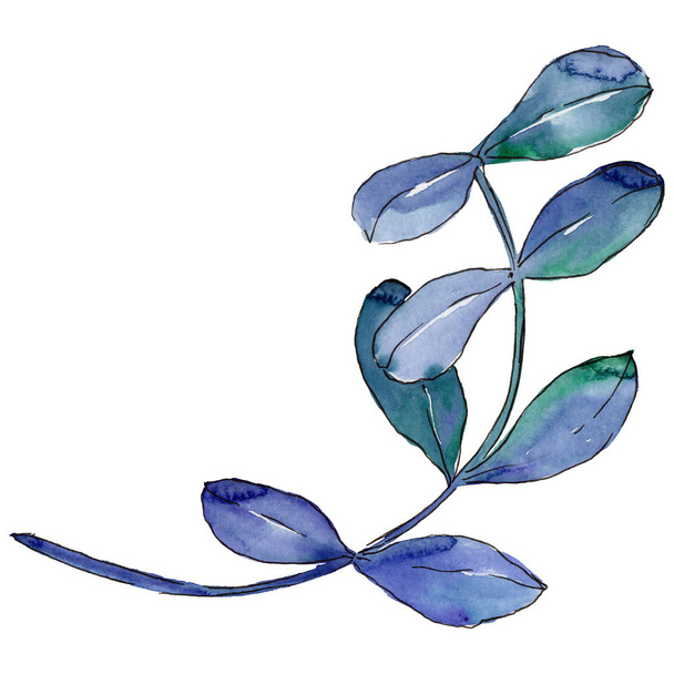 Acacia leaves in a watercolor style isolated. - Foto, imagen