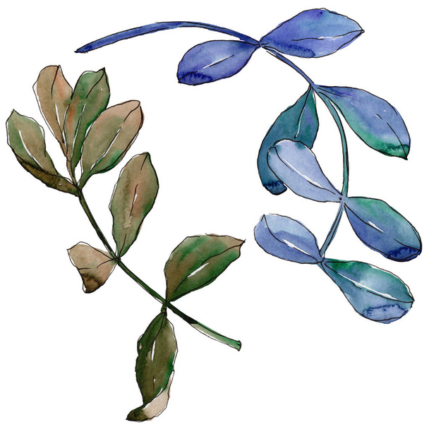 Acacia leaves in a watercolor style isolated. - Photo, image