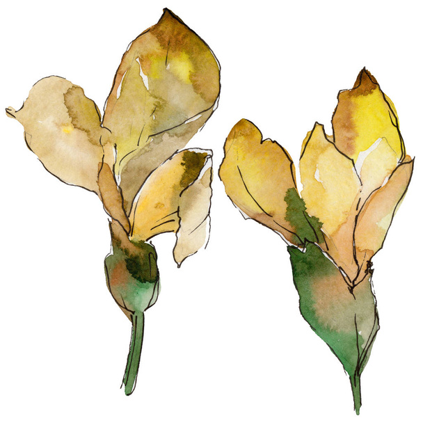Acacia flower in a watercolor style isolated. - 写真・画像
