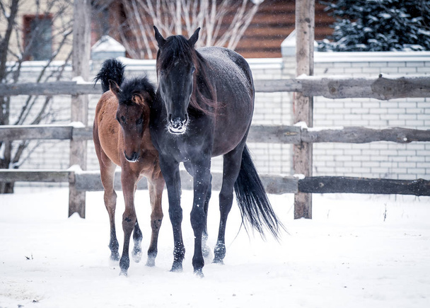 Fohlen spaziert mit seiner Mutter im verschneiten Winter - Foto, Bild