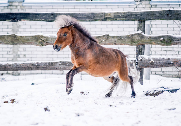 Red pony sports on snow in winter - Photo, Image