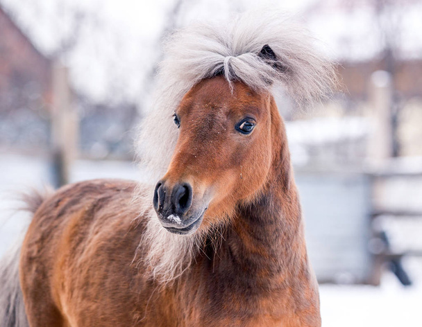 Un poney roux pose pour un portrait en hiver sur fond de neige
 - Photo, image