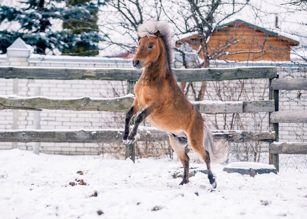 Ponysport auf Schnee im Winter - Foto, Bild