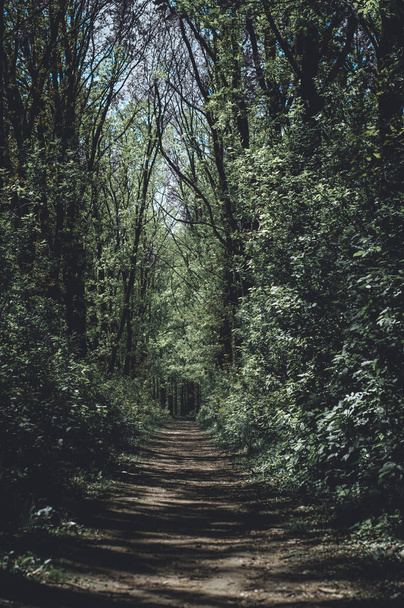 náladová temném lese - Fotografie, Obrázek