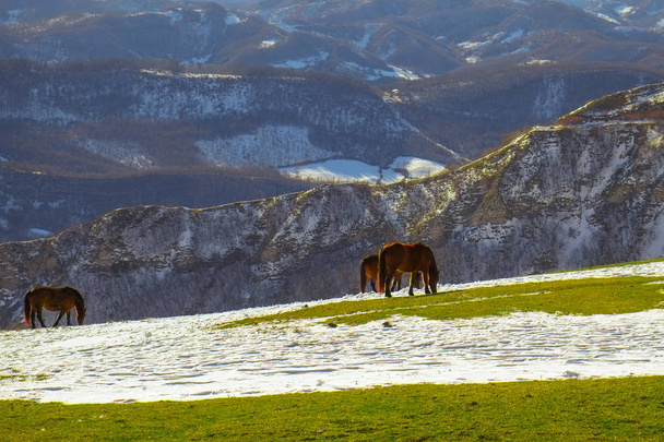 Άγρια άλογα στα Ιταλικά βουνά σε Ούμπρια - Φωτογραφία, εικόνα