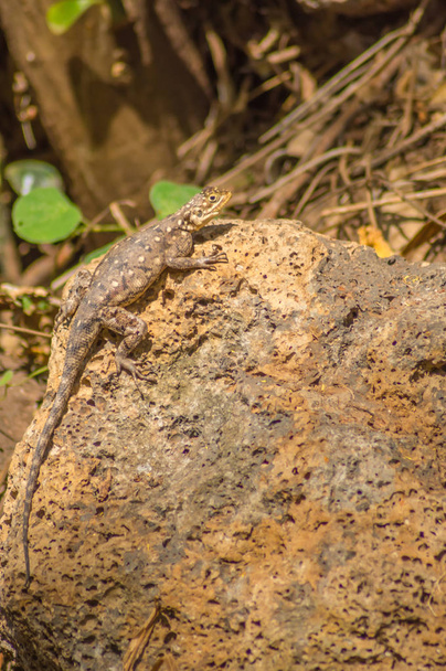 Lizard called agame settlers in the savannah of Amboseli Park in - Photo, Image