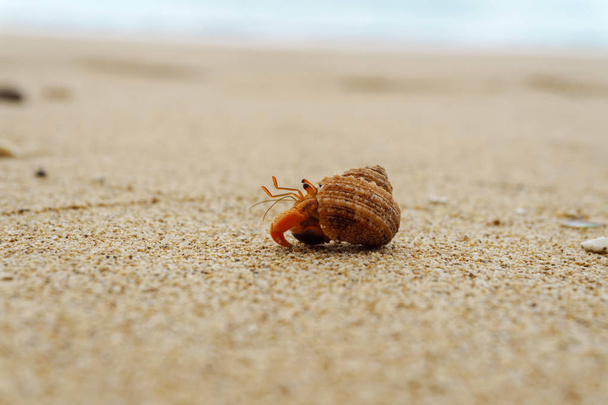 Caranguejo eremita na praia arenosa
 - Foto, Imagem