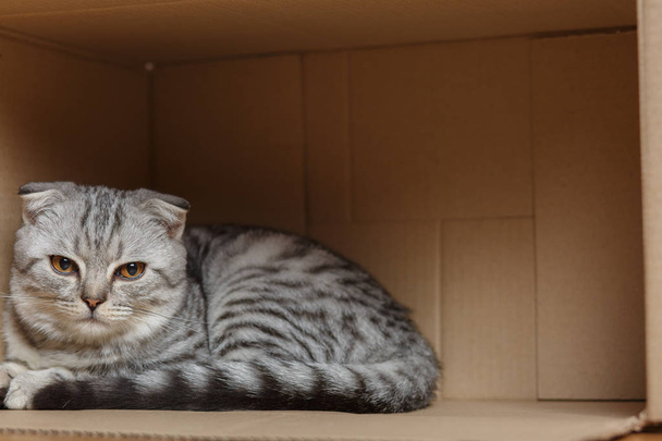 cica ülő-ban egy karton doboz - Fotó, kép