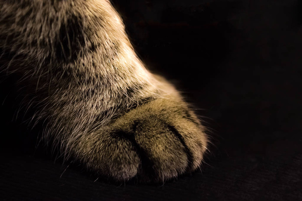 Domestic cat claws with space for copy or text - Fotoğraf, Görsel