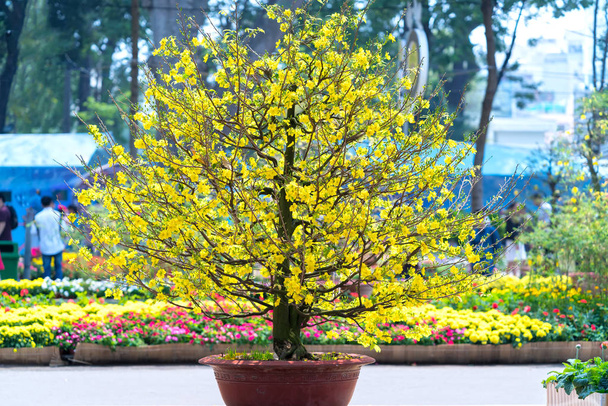 曲線を描く黄色開花枝が咲いている梅盆栽は、独特の美しさを作成します。これは特別な間違ってツリー運、春ベトナム旧正月の繁栄を象徴します。 - 写真・画像
