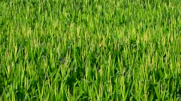 Ensoleillé un champ de maïs soufflant dans le breeze.group de fond de champ de maïs
 - Séquence, vidéo