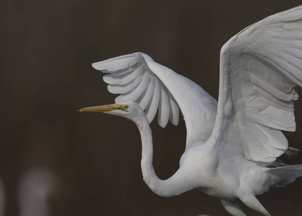 The Great White Egret - Φωτογραφία, εικόνα