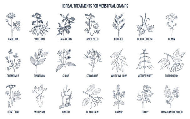 Best herbs for menstrual cramps treatment - Vecteur, image