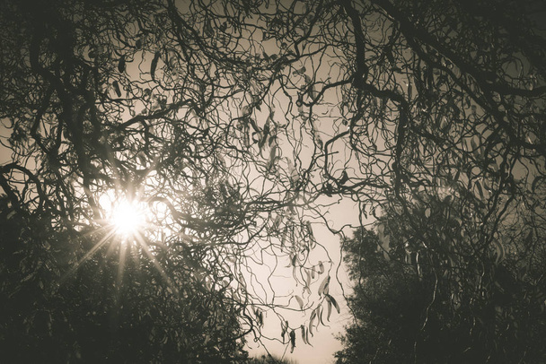 Sol brillando a través de las ramas de los árboles
 - Foto, Imagen