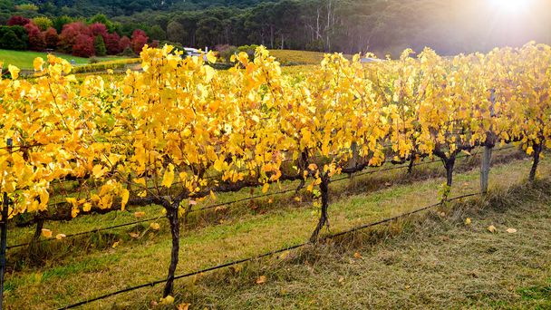 Viñas de uva amarilla en otoño
 - Foto, Imagen
