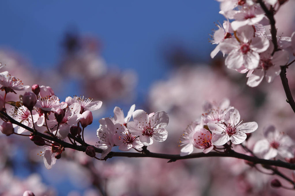 los frutos florecen, primavera en abril
 - Foto, imagen