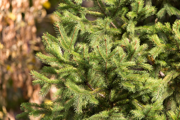 green fir tree in nature - Valokuva, kuva