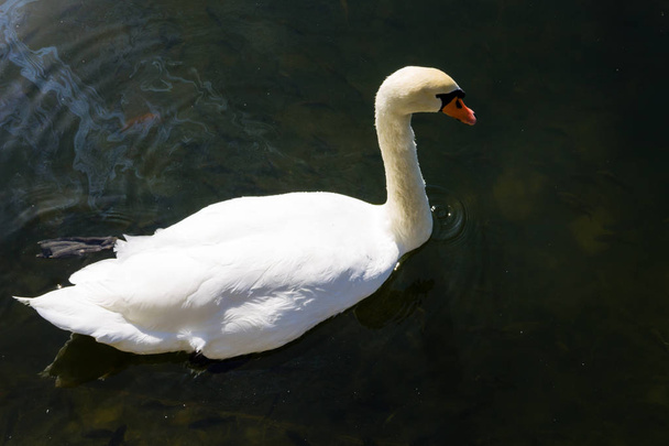 White swan floating on the lake - Fotografie, Obrázek
