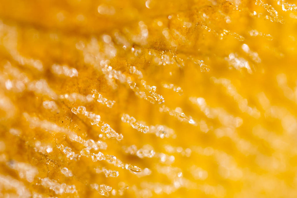 yellow leaf with hoarfrost. macro - Foto, afbeelding