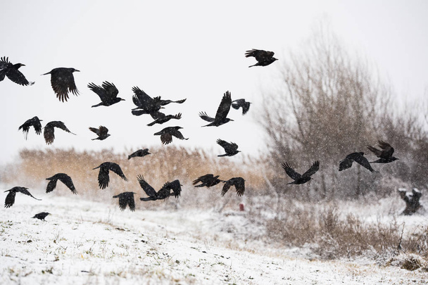 A flock of crows flying above the frozen fields - Photo, Image