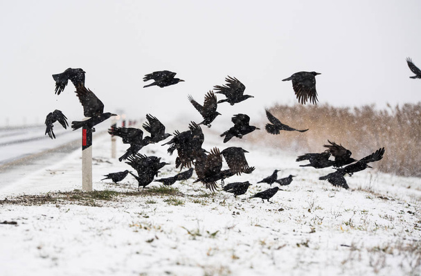 A flock of crows flying above the frozen fields - Photo, Image