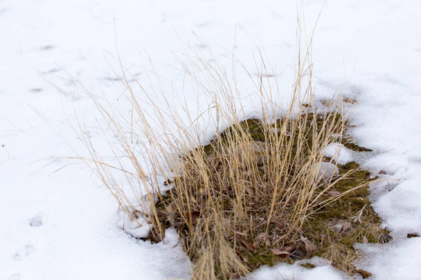 dry grass in the snow in the winter - Фото, изображение