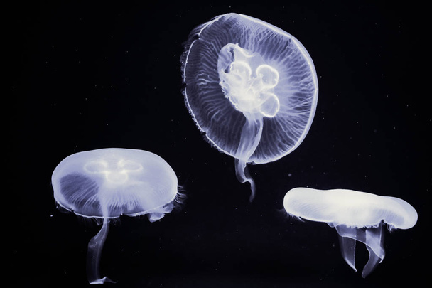 medúzy v temnotě ve vodě - Fotografie, Obrázek