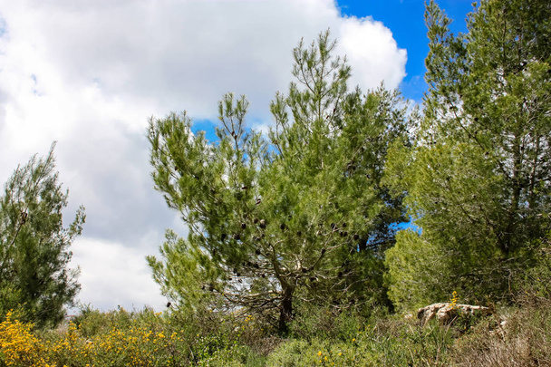Landscape and nature at the White Valley near Jerusalem, part of the Israeli National Trek - 写真・画像