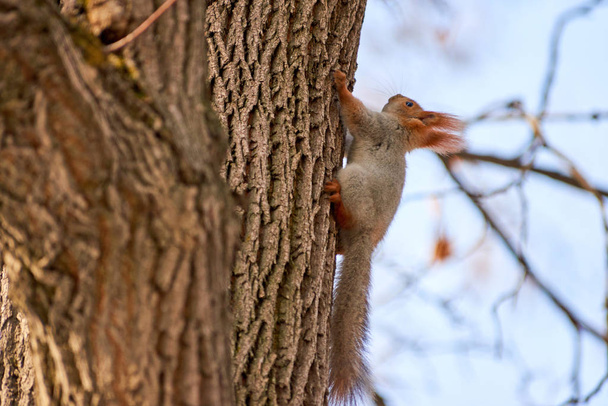 Orava. Orava puussa. Oravat kuuluvat Sciuridae-heimoon, johon kuuluu pieniä jyrsijöitä.
. - Valokuva, kuva