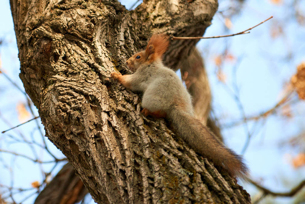 The squirrel. Squirrel on the tree.Squirrels are members of the family Sciuridae, a family that includes small rodents. - Photo, Image