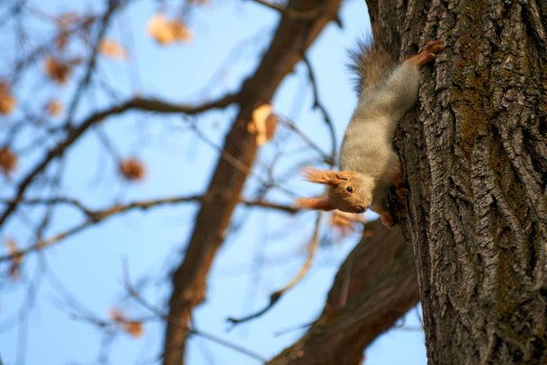 Orava. Orava puussa. Oravat kuuluvat Sciuridae-heimoon, johon kuuluu pieniä jyrsijöitä.
. - Valokuva, kuva