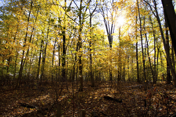 Floresta com árvores de outono
 - Foto, Imagem