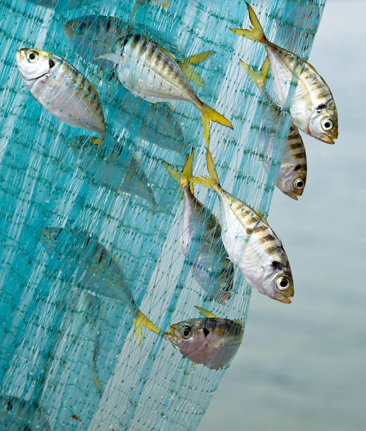 Peces marinos capturados en la red
. - Foto, imagen