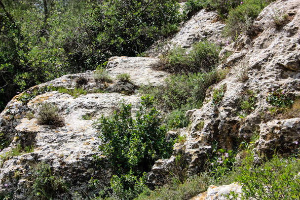  Landscape and nature at the White Valley near Jerusalem, part of the Israeli National Trek  - Foto, afbeelding