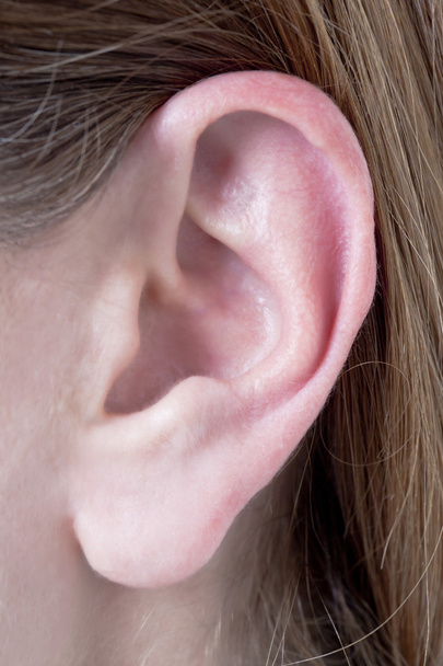 uzavřeno samice levé ucho - Fotografie, Obrázek