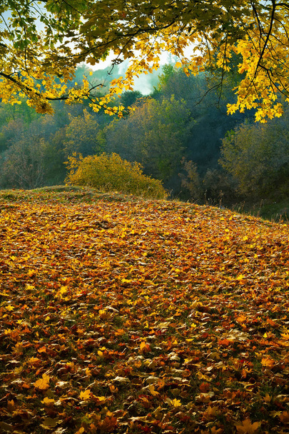 Autumn maple forest  - Photo, image