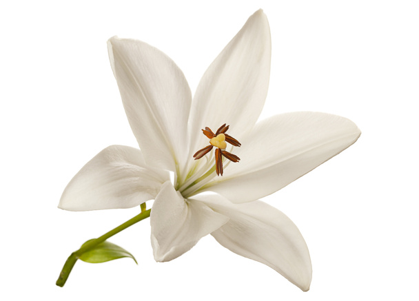 White lily flower - Photo, Image