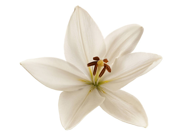 Белый цветок лилии
 - Фото, изображение