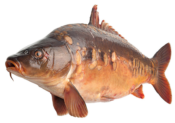 Mirror carp Říční ryby  - Fotografie, Obrázek