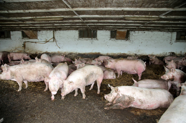 Groupe de truies gravides pondant sur du foin frais dans la grange
 - Photo, image