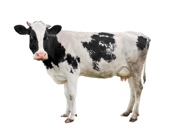 白と黒の牛全身白で隔離を発見しました。変なかわいい牛白で隔離。若い牛、フルレングス白い背景の前に立っていると、カメラを見てします。農場の動物. - 写真・画像