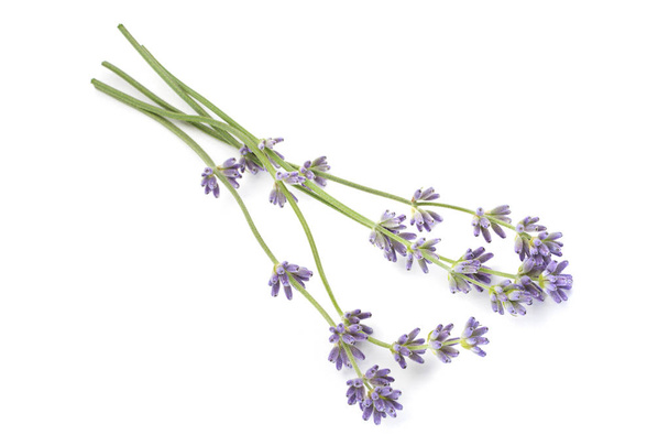 Lavender plant blossom - Photo, Image