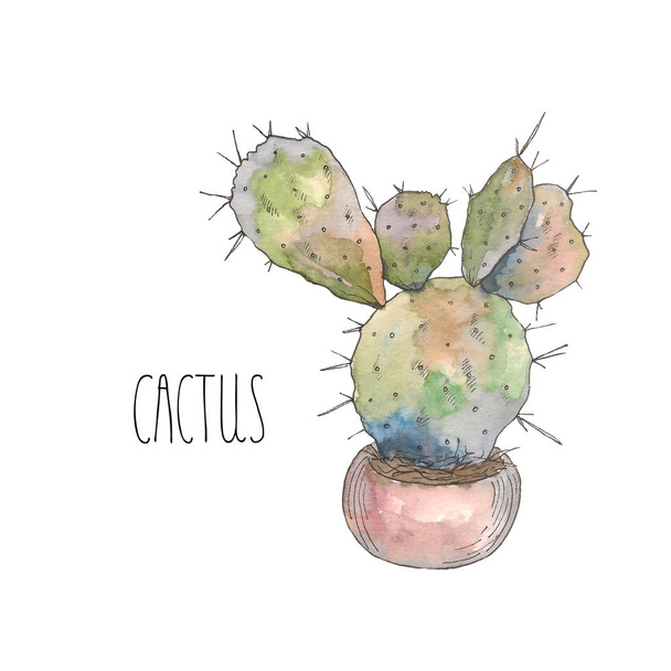 Watercolor botanical illustration cactus in a pot, isolated object, tropics - Foto, Bild