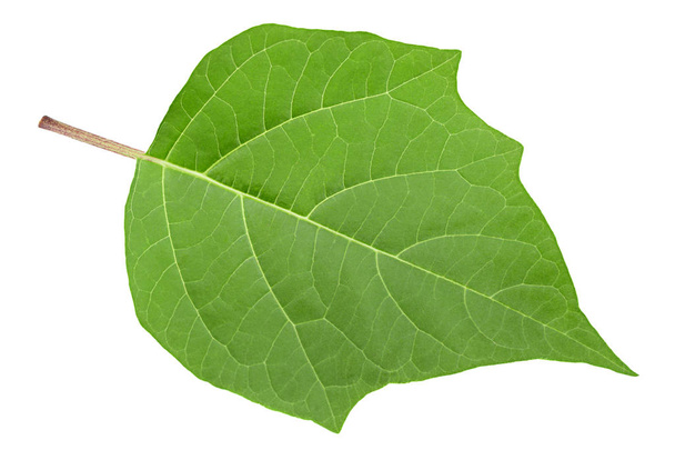Hindu datura leaf on white - Photo, Image